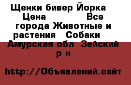 Щенки бивер Йорка  › Цена ­ 30 000 - Все города Животные и растения » Собаки   . Амурская обл.,Зейский р-н